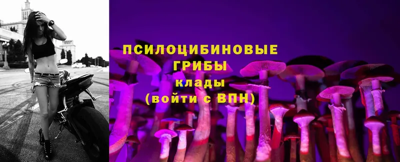 omg как войти  Козьмодемьянск  Галлюциногенные грибы Cubensis 